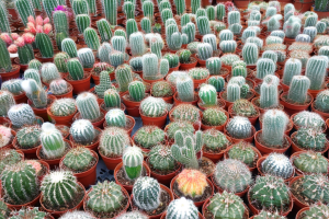 Cactus