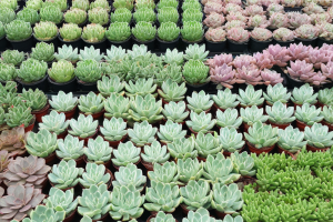 Succulentes